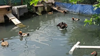 Sakarya'da kaçak yaban hayvanlarının ele geçirildiği operasyon: 129 hayvan kurtarıldı