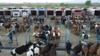 Afyonkarahisar'da kurbanlık hareketliliği başladı: Afyonkarahisar'da kurbanlık hayvan satışları arttı