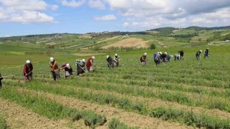 Kocaeli tıbbi bitki üretimi hasat başlıyor