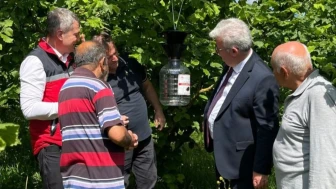 Kandıra fındık üreticileri kahverengi kokarcayla mücadele ediyor