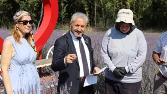 İzmit Belediyesi lavanta hasadına başladı