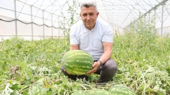 Kandıra karpuzu hasadı serada başladı
