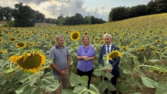 Yenice’de ayçiçek tarlası yağa dönüşüyor