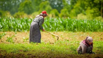 Toramanlar Göleti sulama projesi tarımı canlandırdı