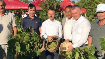 Başkan Büyükakın üzüm hasadına katıldı