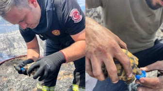 Kocaeli’de yangından kaplumbağa kurtarıldı