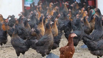 Kocaeli belediyesi 16 bin tavuk dağıttı