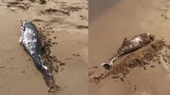 Kocaeli Sarısu Plajında ölü yunus yavrusu bulundu