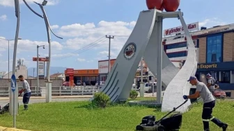 Körfez’de budanan otlar mantar üretecek