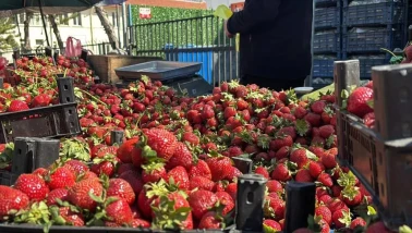 Zirai don diğer ürünleri vurdu, Bolu pazarında çilek patlaması yaşandı