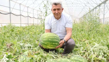 Kandıra karpuzu hasadı serada başladı