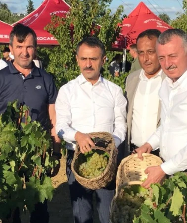 Başkan Büyükakın üzüm hasadına katıldı