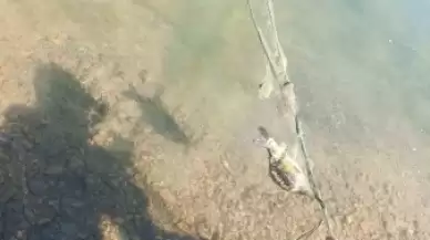 Bolu'da Av yasağı kalktı: Gölde kaçak ağ bulundu