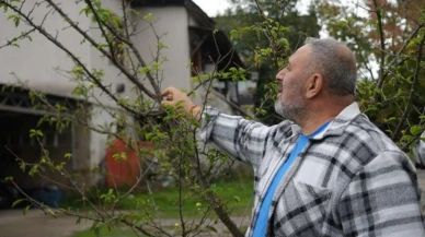Kocaeli’de erik ağaçları meyve verdi