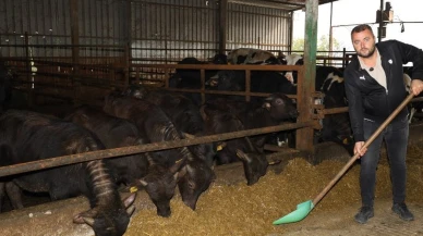 Kocaeli’de manda sayısı büyükşehirle arttı