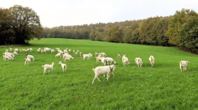 Kocaeli süt otu ekimi maliyetleri düşürdü