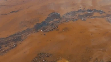 Körfez sahili alg patlaması yaşıyor