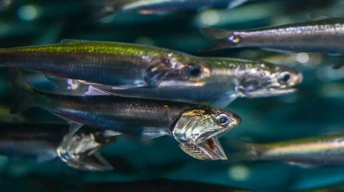 Hamsi göçü Karadeniz'de fiyatları artıracak