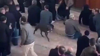 Çayırova camisine pitbul girdi çıkarıldı
