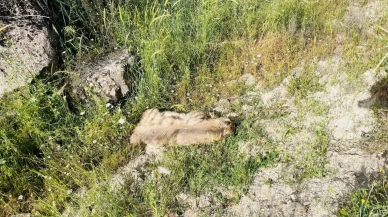 Adıyaman'da nesli tükenme tehlikesindeki çizgili sırtlan kaza kurbanı oldu