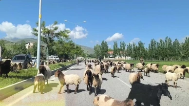 Muş'ta göçerlerin yaylalara ulaşma mücadelesi trafikte aksamalara neden oluyor