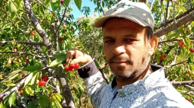 Manisa'da Napolyon kirazı üreticilerinin yüzü güldü: Kilo fiyatı 300 TL'yi buldu