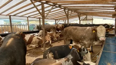 Kocaeli'de Kurban Pazarı hareketli! Hayvan alımında dikkat edilmesi gerekenler neler?