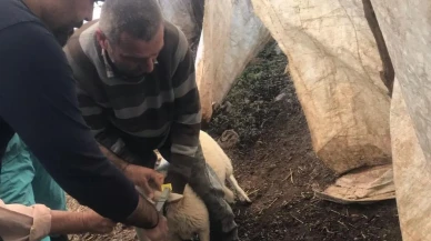 Küçükbaş hayvanlara aşı ve kimliklendirme çalışmaları Muğla'da hız kazandı