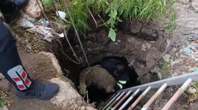 Diyarbakır'da kuyuya düşen koyun itfaiye ekipleri tarafından kurtarıldı