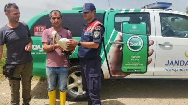 Yaralı leylek 3 aylık tedavi sonrası doğaya salındı: Aydın'da yaralı bulunan leylek sağlığına kavuştu