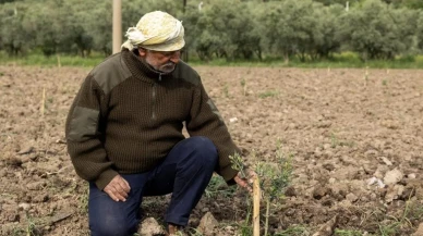 Yunusemre Belediyesi, 21 bin fidanla kırsal kalkınmada yeni bir adım attı: Üreticiler memnun
