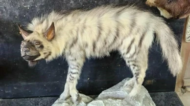 Adıyaman'da ölen çizgili sırtlan tahnit edildi! Doğal Sırtlan Müzesi'nde sergilenecek