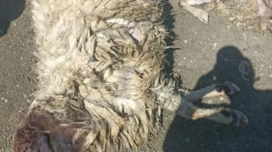 Kurtlar ağıla girdi: 12 koyun telef oldu, 20'si yaralandı