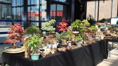 Kocaeli'de V. Ulusal Bonsai Sergisi: Doğanın zarafeti ve sabır vurgulandı