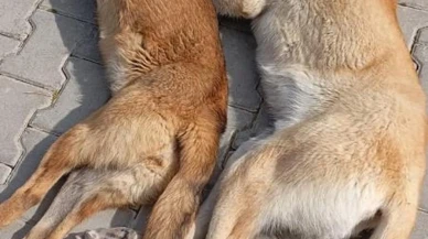 Kırşehir'de hayvan katliamı iddiası: Hayvan barınağında şok iddia