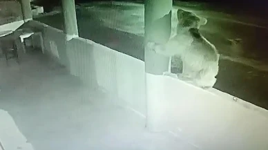 Bayburt'ta aç yavru ayı, alabalık lokantasını bastı! Yetkililerden önlem talebi