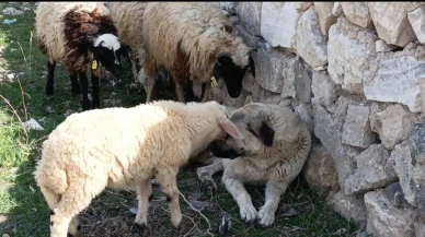 Diyadin'de çoban köpeği ve koyunlar arasındaki derin dostluk: Köpeğin sakinliği ve koyunların güveni dikkat çekti