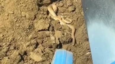 Elazığ'da yaz sıcakları yılanları ortaya çıkardı: Vatandaşlar tedirgin