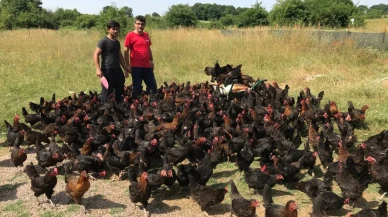 Kocaeli Büyükşehir Belediyesi'nden çiftçilere yerli tavuk desteği geldi