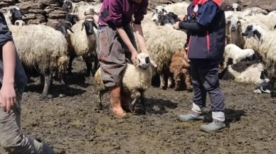 Diyadin'de küçükbaş hayvanlara küpe ve aşı çalışması