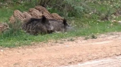 Çankırı'da fotokapanlar, yaban domuzlarının su keyfini görüntüledi! Sıcak havada doğa nasıl bir uyum sergiliyor?