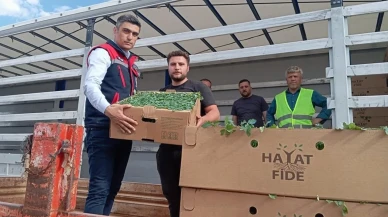 Afyonkarahisar'da 2 milyon TL'lik domates yetiştiriciliği geliştirme projesi ilerlemesini sürdürüyor