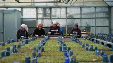 Erzincan, seracılıkta hedeflerini büyüterek 1300 dekara ulaşmayı planlıyor
