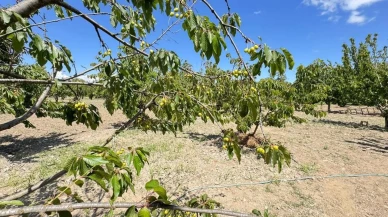 Kuşadası'nda soğuk hava kiraz hasadını vurdu: Fiyatlar neden artacak?
