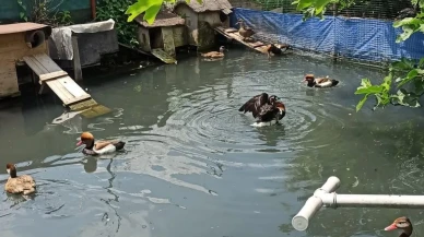 Sakarya'da kaçak yaban hayvanlarının ele geçirildiği operasyon: 129 hayvan kurtarıldı