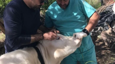 Ortaca Okçular Mahallesi’nde Brucella aşılaması gerçekleştirildi