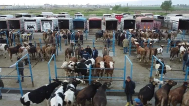 Afyonkarahisar'da kurbanlık hareketliliği başladı: Afyonkarahisar'da kurbanlık hayvan satışları arttı