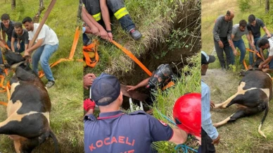 Gebe inek defineci kuyusundan kurtarıldı