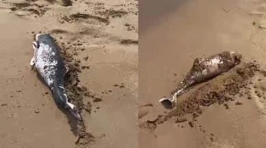 Kocaeli Sarısu Plajında ölü yunus yavrusu bulundu
