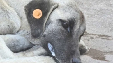 Kocaeli’de köpek kuduz şüphesi panik yarattı